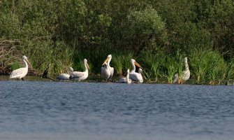 Najuspješnije gniježđenje pelikana u NP Skadarsko jezero: Populacija uvećana za preko 70 mladih