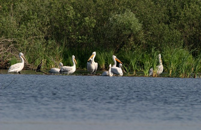 Najuspješnije gniježđenje pelikana u NP Skadarsko jezero: Populacija uvećana za preko 70 mladih