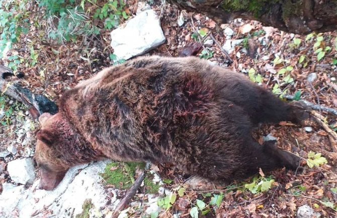 Uprava policije: Uhapšeno 5 lovaca zbog ubistva medvjeda, oduzeto osam pušaka