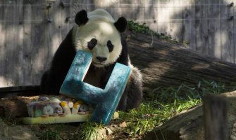 Panda Bei Bei krenula iz Vašingtona u zemlju svojih predaka