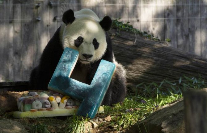 Panda Bei Bei krenula iz Vašingtona u zemlju svojih predaka