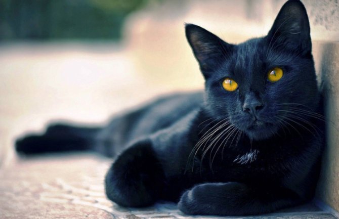 Mačak Saša pronađen 1.900 km od svog doma posle 5 godina 