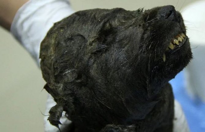 U Sibiru pronađeno zaleđeno mladunče nepoznate životinje staro 18.000 godina