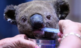 Australija: U požarima stradalo više od dvije hiljade koala (VIDEO)