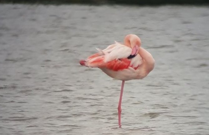 Novi flamingosi stigli na Ulcinjsku solanu(FOTO)