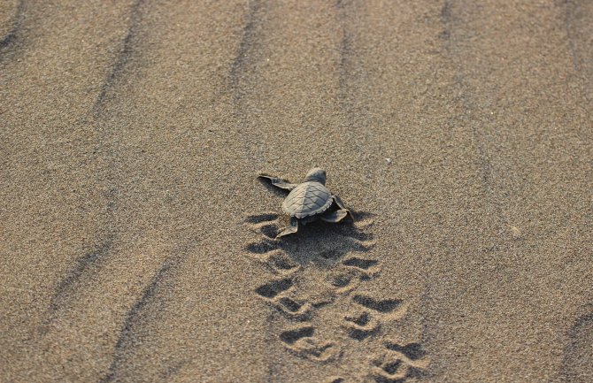 U more pušteno oko 540 hiljada mladunčadi morske kornjače