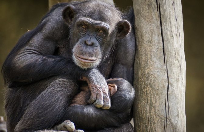 Njemačka: Stradalo desetine majmuna u Zoološkom vrtu