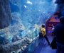 U maju otvaranje prvog javnog akvarijuma u Crnoj Gori