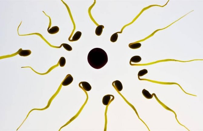 Suplementi koji sadrže cink i folnu kisjelinu ne utiču na mušku plodnost