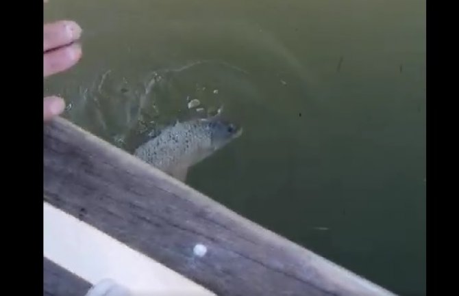 Pronađenu ribu vratili u Skadarsko jezero 