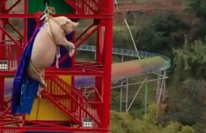 Kinezi natjerali svinju na bandži skok u zabavnom parku