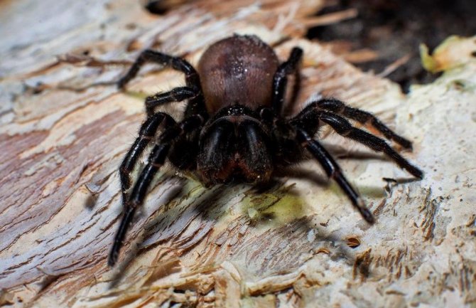 Posle požara i poplava u Australiju nova opasnost - smrtonosni pauci