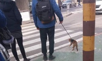 Bura komentara zbog momka koji šeta mačku na povocu (FOTO)