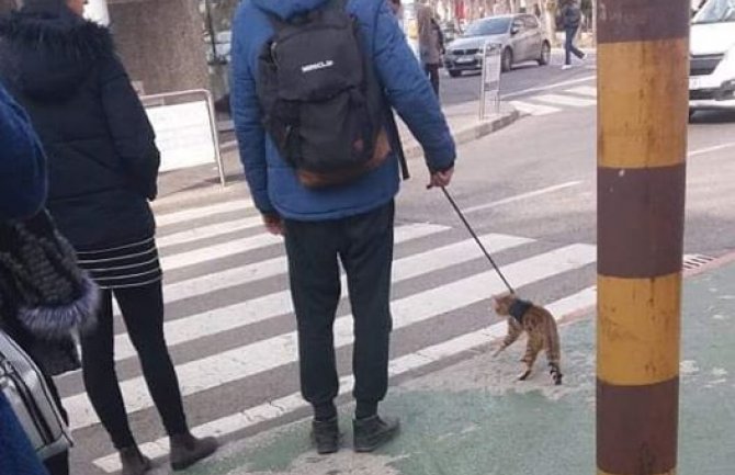Bura komentara zbog momka koji šeta mačku na povocu (FOTO)