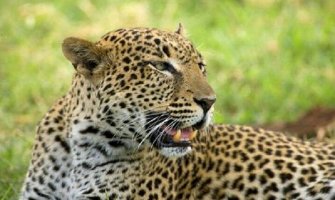 Leopard zbog gladi ukrao hranu iz čeljusti krokodila
