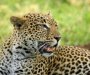 Leopard zbog gladi ukrao hranu iz čeljusti krokodila