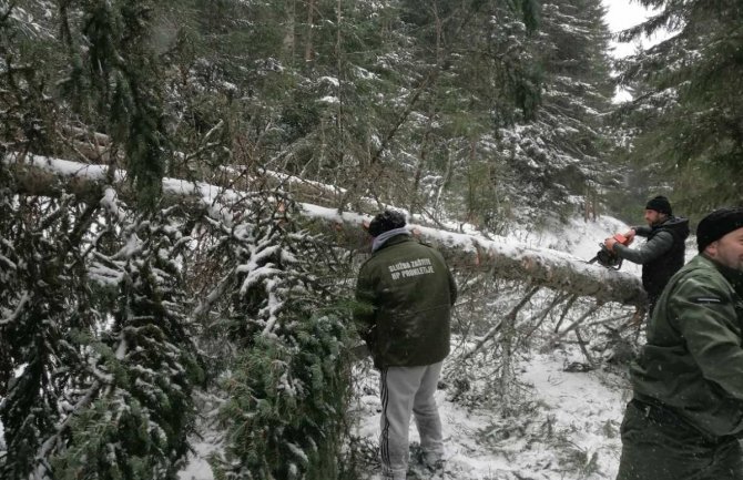 Vjetar oborio stabla u nacionalnim parkovima, blokirani putevi, na Lovćenu stablo palo na žcu dalekovoda