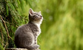 Mačke pomažu da ljudske rane brže zarastu 