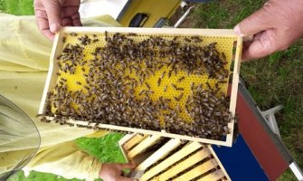 Veća podrška pčelarima: Opredjeljeno 400.000 eura za ovaj sektor
