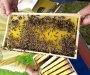 Veća podrška pčelarima: Opredjeljeno 400.000 eura za ovaj sektor