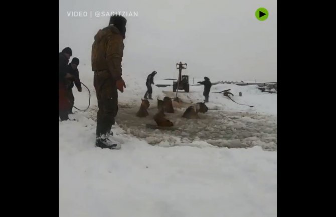 Rusija: Traktorom spasili sedam konja iz zaleđenog jezera (VIDEO)