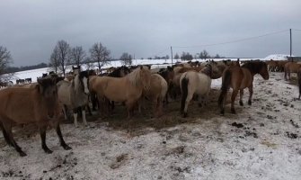 Spašeni konji koji su propali kroz led (VIDEO)