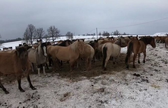 Spašeni konji koji su propali kroz led (VIDEO)