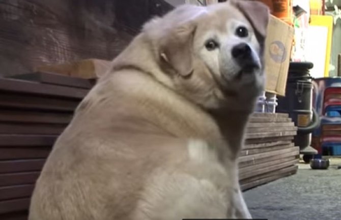 Priča koja slama srce: Pas se iznenada strašno ugojio, a problem nisu hormoni (VIDEO)