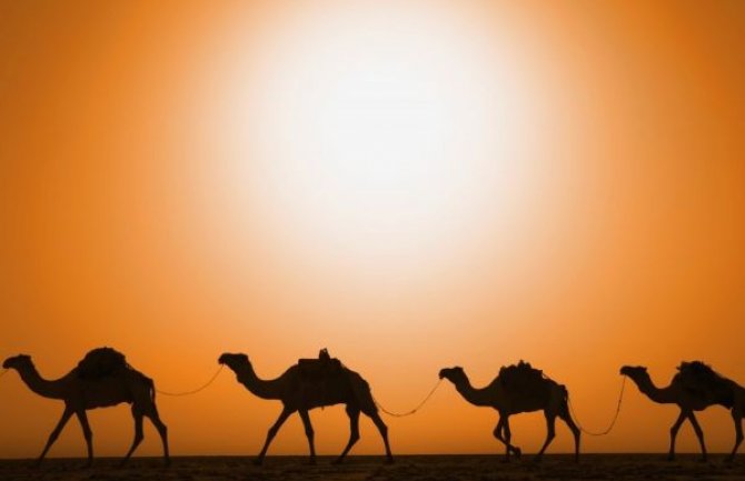 Libija: 3.000 kamila evakuisano iz Tripolija