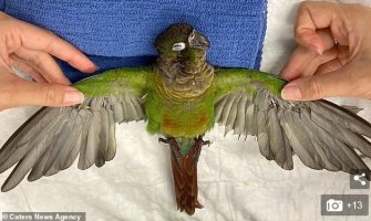 Papagaj uspješno poletio nakon nadogradnje krila