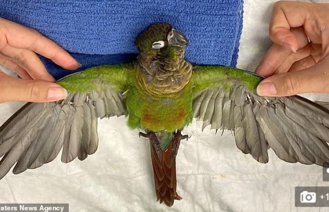 Papagaj uspješno poletio nakon nadogradnje krila