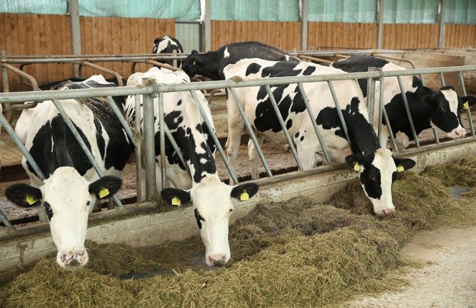 Treniraju krave da mokre u toaletu kako bi pomogli planeti