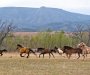 Napušteni konji da budu vlasništvo Nacionalnih parkova