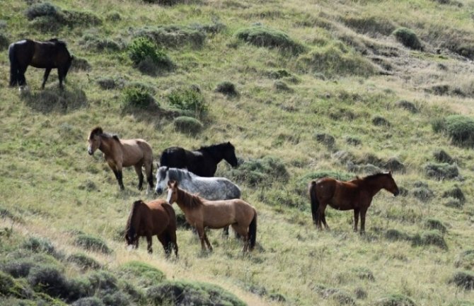  Ubijena dva divlja konja kod Trebinja 