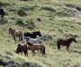  Ubijena dva divlja konja kod Trebinja 