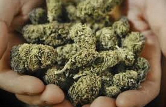 Biznis sa marihuanom propada: Kompanija planira da zatvori dva pogona za uzgoj kanabisa