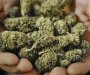 Biznis sa marihuanom propada: Kompanija planira da zatvori dva pogona za uzgoj kanabisa