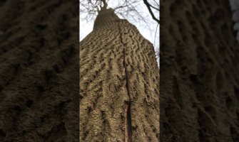 Ugledali na drvetu ogromnu pukotinu, kad su prišli našli se u čudu (VIDEO)
