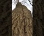 Ugledali na drvetu ogromnu pukotinu, kad su prišli našli se u čudu (VIDEO)