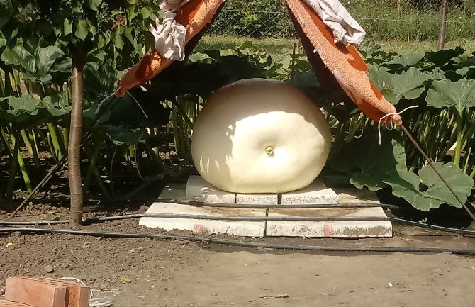 Srbija: Kikinđanin uzgojio najveću tikvu na svijetu