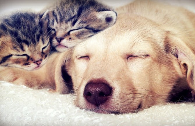 Mačke kupali asepsolom, NVO apelovale da se pokaže solidarnost prema kućnim ljubimcima i napuštenim životinjama