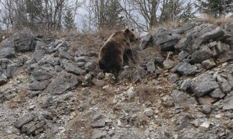 Medvjedi posle zimskog sna slobodno šetaju magistralom