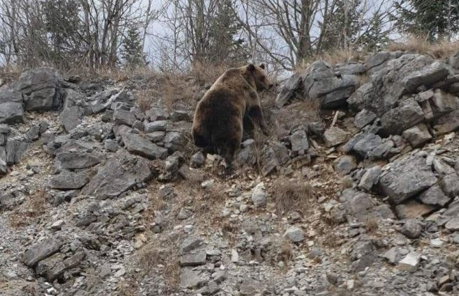 Medvjedi posle zimskog sna slobodno šetaju magistralom