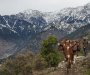 Himalaji se vide prvi put nakon 30 godina, vazduh čistiji zbog uvođenja karantina