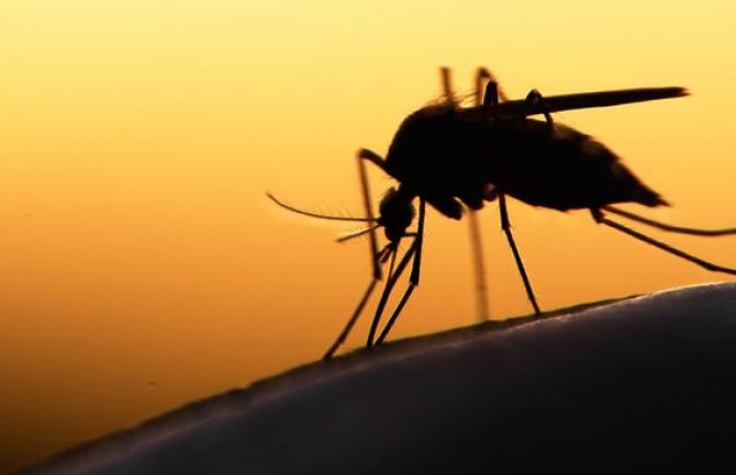 Komarci i krpelji ne prenose koronavirus