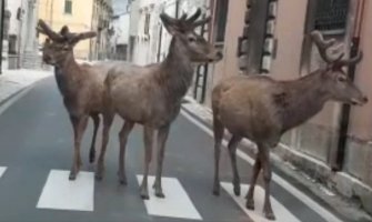 Jeleni šetaju pustim ulicama italijanske regije(VIDEO)
