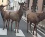 Jeleni šetaju pustim ulicama italijanske regije(VIDEO)