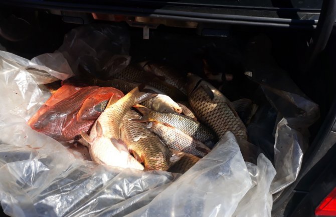 Spriječena još jedna nelegalna distribucija i preprodaja ribe na Skadarskom jezeru