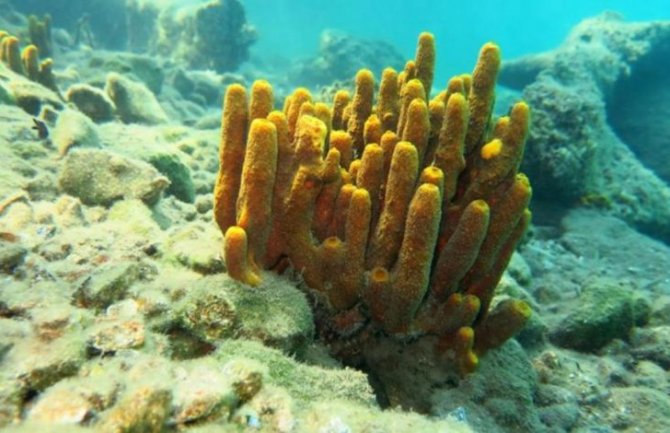 Lijek protiv korone se može dobiti iz “zlatnog sunđera” kojeg ima u cg podmorju