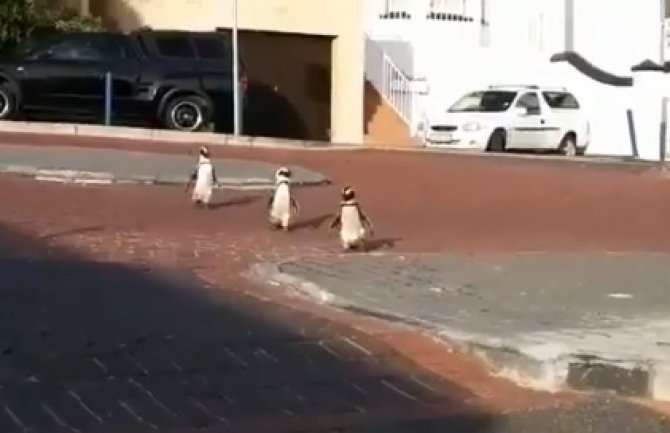 Ljudi u kućama, pingvini zauzeli prazne ulice (VIDEO)